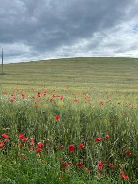 Tuscany Tours with Transportation - Tuscany Driver Guide